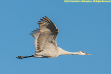 crane in flight